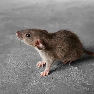 mouse in a house