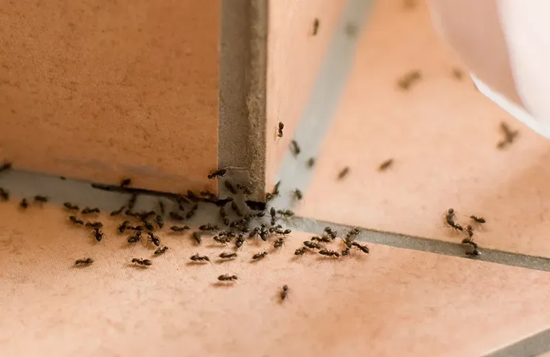 ants in a home