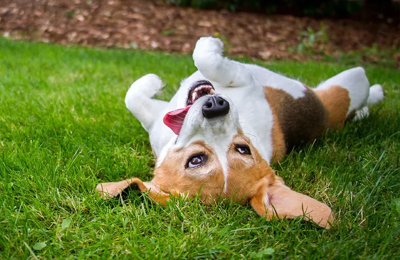 dog rolling on grass outside