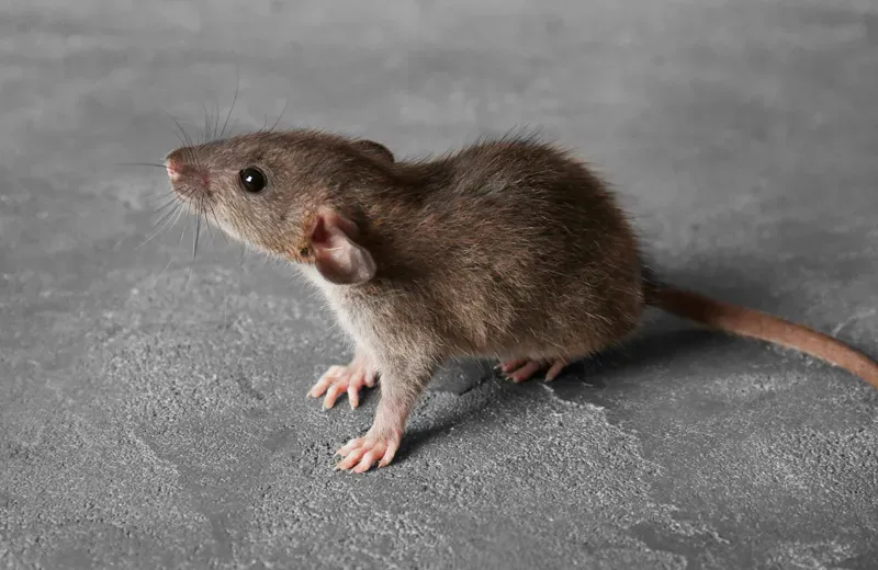 mouse in a house