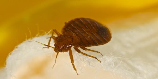 bed bug on fabric